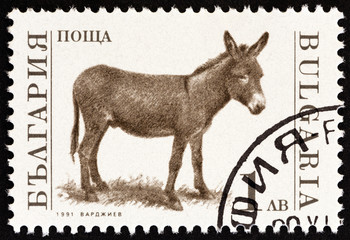 Donkey, Equus asinus (Bulgaria 1991)