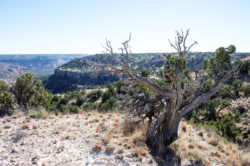 Lonely cedar tree on rim of canyon.