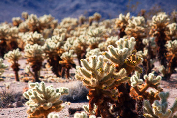 Cholla Cactus forest