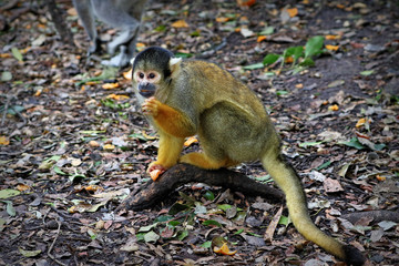 Black-capped squirrel monkey, South Africa