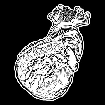 Human heart. Hand drawn flesh tattoo concept of heart symbol of love, feelings, energy. Anatomical details with veins t-shirt design. Vector.
