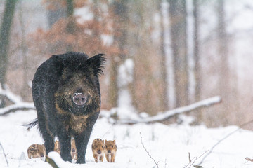 Wildschwein mit ihren jungen im Schnee