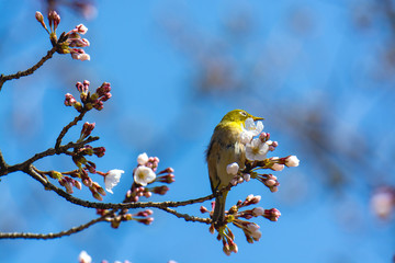桜の花に来たメジロ