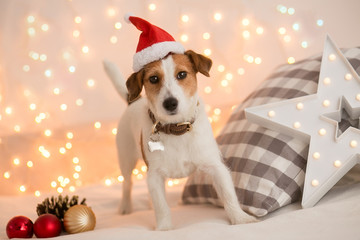 Dog breed Jack Russell Terrier in Santa's cap against a background of blurry lights