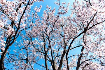 満開のベニバスモモ