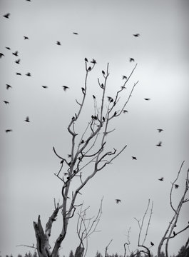 Starlings in Flight