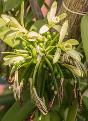  vanille Bourbon, fleurs et gousses juvéniles 