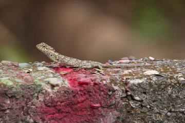 Brown Lizard Animal on Concrete background