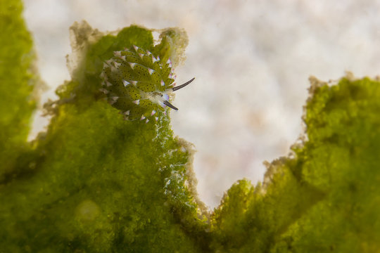 Leaf Sheep Nudibranch (Costasiella Kuroshimae)