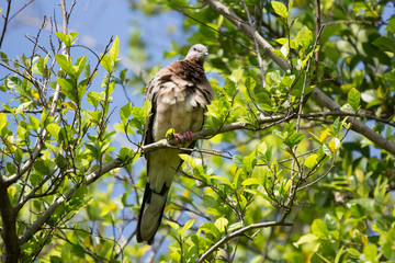 Pigeon sitting on tree branch