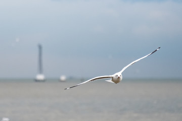 seagull flying over sea on blue sky background with copy space