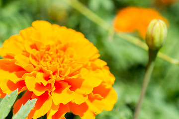 マリーゴールド