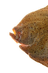 The flounder isolated on a white background
