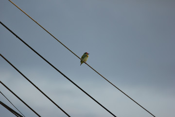 Coppersmith Barbet sitting on electricity line