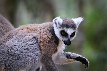 Ring-tailed lemurs in South Africa