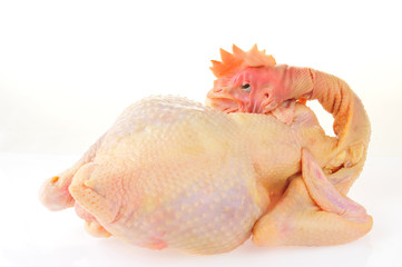 Naklejka premium Chicken isolated on a white background