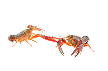 Lobster on a white background