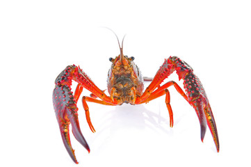 Lobster on a white background