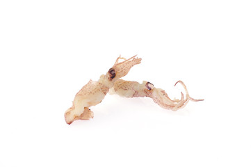 Squid isolated on a white background