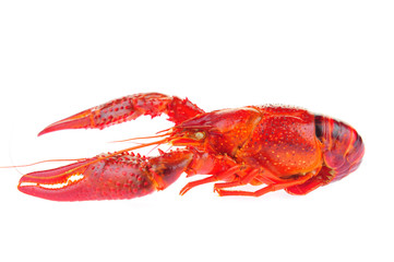 Lobster on a white background