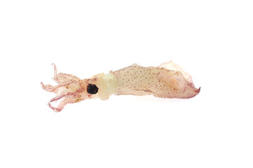 Squid isolated on a white background