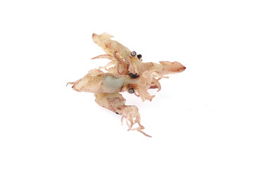 Squid isolated on a white background