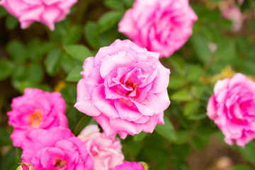 薔薇(うらら)