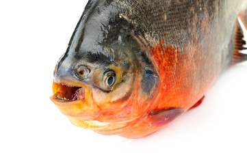 White pomfret on a white background