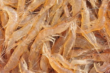 Many fresh shrimp