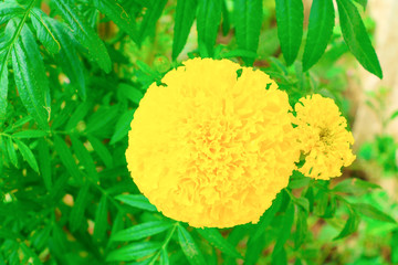 beautiful marigold flowers in the garden