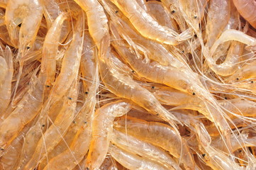 Many fresh shrimp