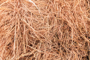 Dry Straw texture background with copy space add text