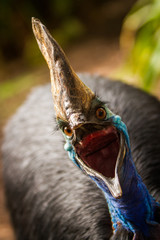 Angry Cassowary