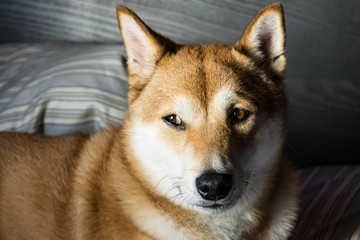 Shiba inu portraits