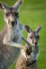 Kangaroo and Joey Looking at Camera