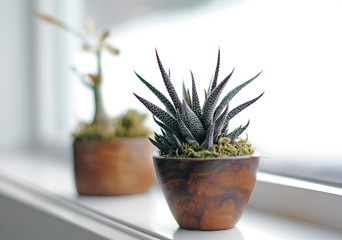 Succulent plants on window ledge in modern bathroom