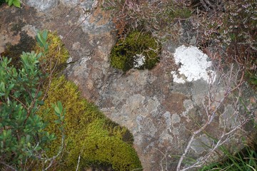 Lichen and moss on weathered stone