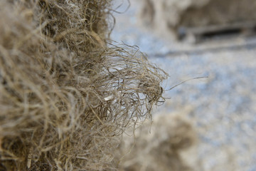 chanvre culture bio agriculture fibre huile paille produits derives plantation feuille graines grains tiges