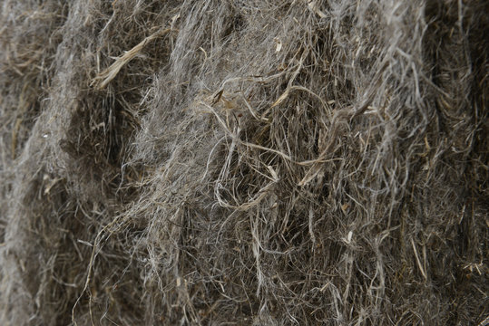 chanvre culture bio agriculture fibre huile paille produits derives plantation feuille graines grains tiges