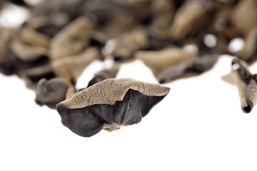 Black fungus on a white background