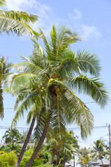 ハワイ　ワイマナロ　ヤシの木