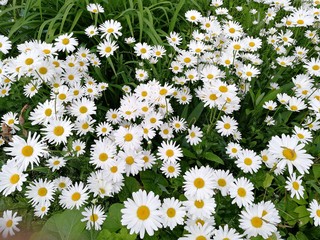 Fototapeta premium Chamomile on the garden bed, Glade with chamomiles, Chamomile, camomile field, Flowerbed with chamomiles