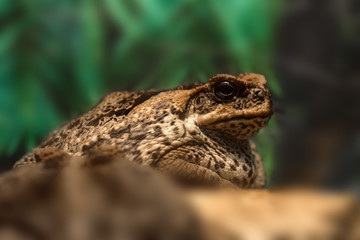 Cane toad or Rhinella marina close