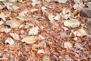 Dry fallen leaves on ground autumn background