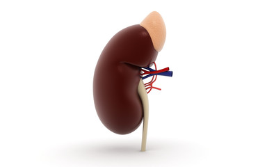 3d rendered kidney isolated on white background