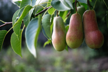 Beautiful ripe pear on the tree.