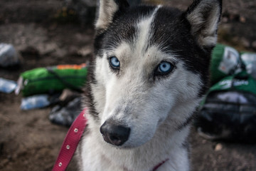Husky, en volcán perro, ojos azules