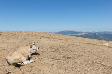 A cow resting on a  meadow on top of a mountain, beneath a big, empty blue sky