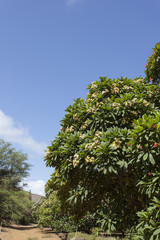 ハワイ　ボタニカルガーデン　プルメリア