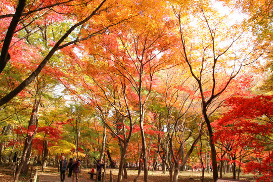 美しい紅葉の森　平林寺